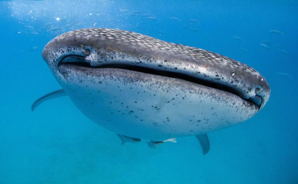 Semana da Etnia Italiana em Tubarão começa dia 1º de junho – Prefeitura de  Tubarão