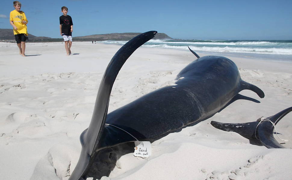 Baleias encalham na África da Sul