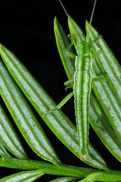 Revista premia melhores fotos de ecologia