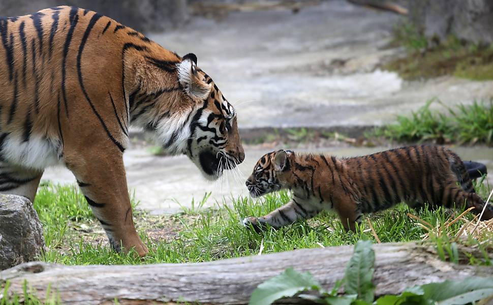 Filhote de tigre brinca em zoológico