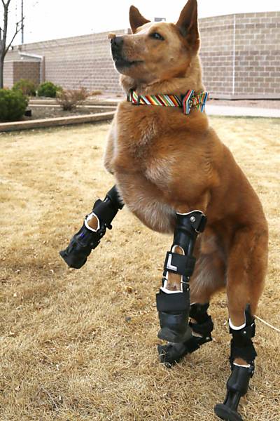Cães ganham pernas prostéticas nos EUA