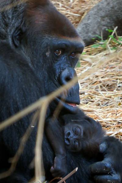 Mãe gorila cuida de seu filhote em zoológico
