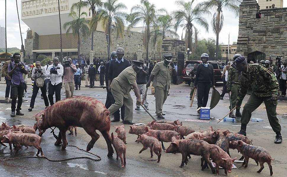 Manifestantes protestam com porcos