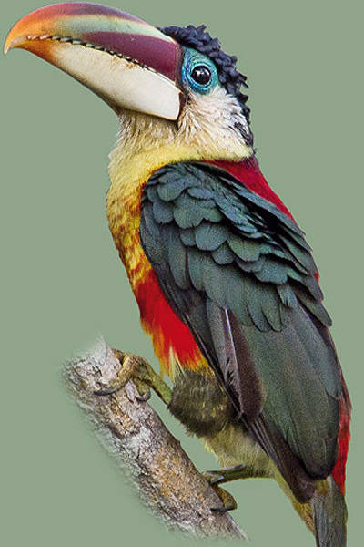 Pôster apresenta aves típicas da Amazônia