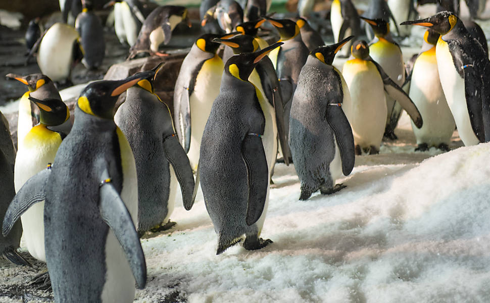 Nova atração do SeaWorld de Orlando tem 250 pinguins