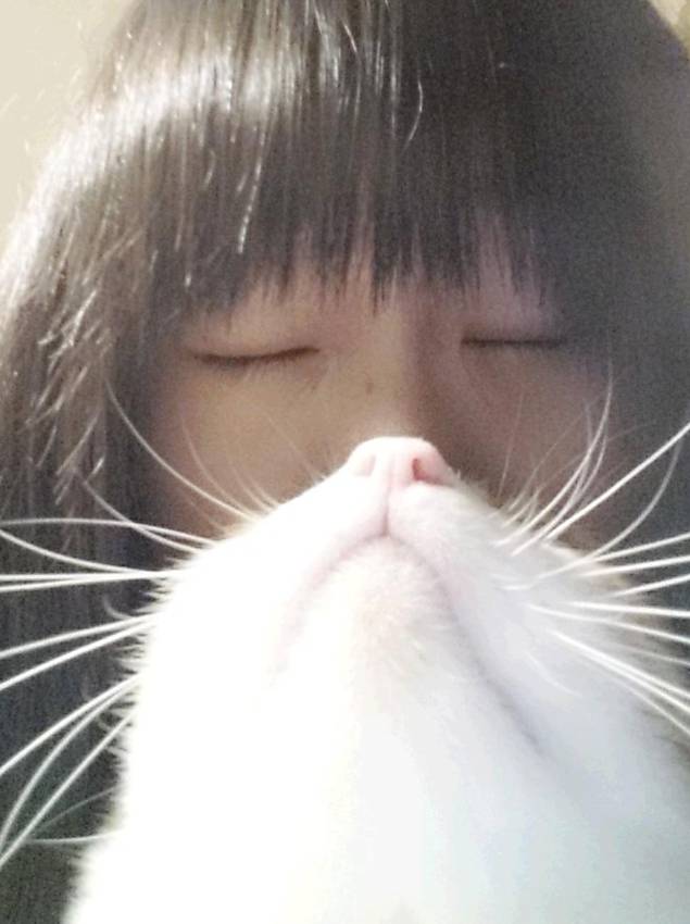 Barbas feitas de gato