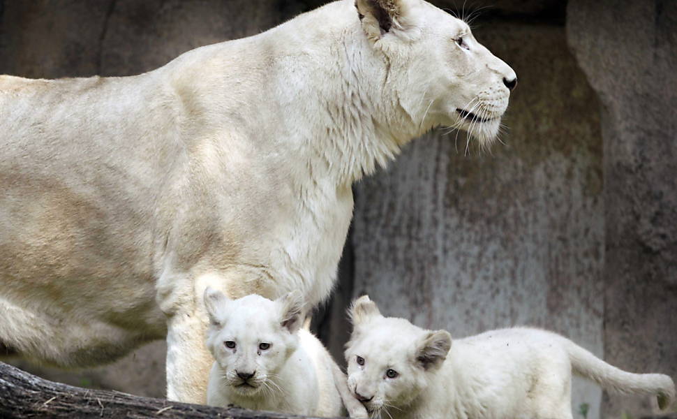 Filhotes de leão branco
