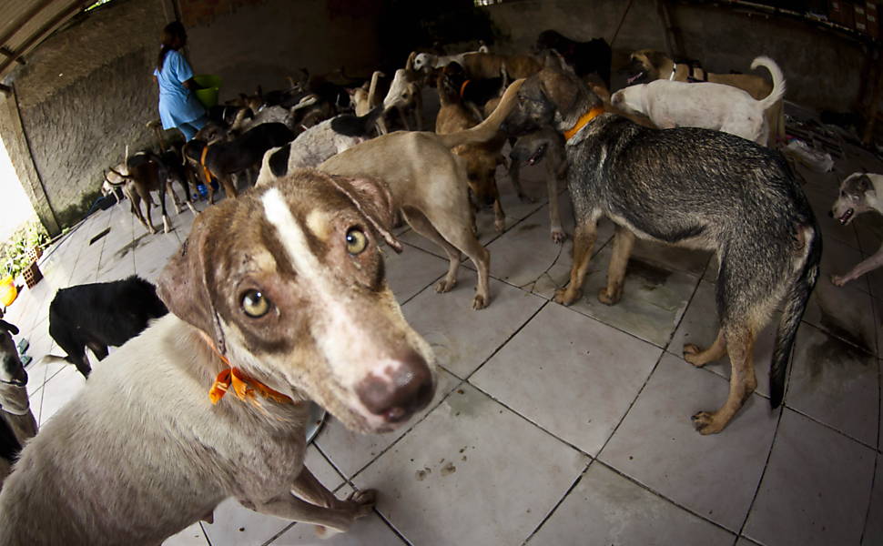 ONG resgata cães em ilha de Marajó