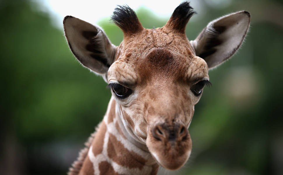 Filhote de girafa do zoológico de Brookfield