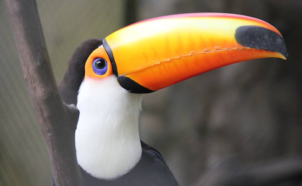 Veja alguns animais do Zoológico de São Paulo