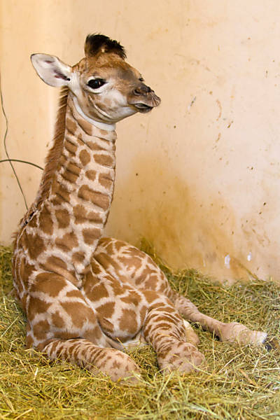 Girafa nova no zoo de SP