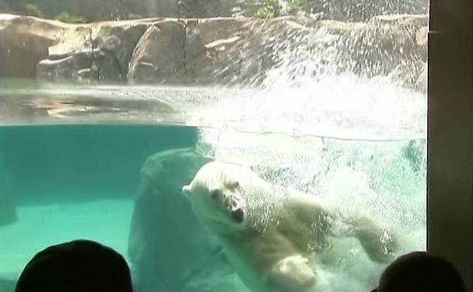 Urso brinca com bloco de gelo em zoo nos EUA