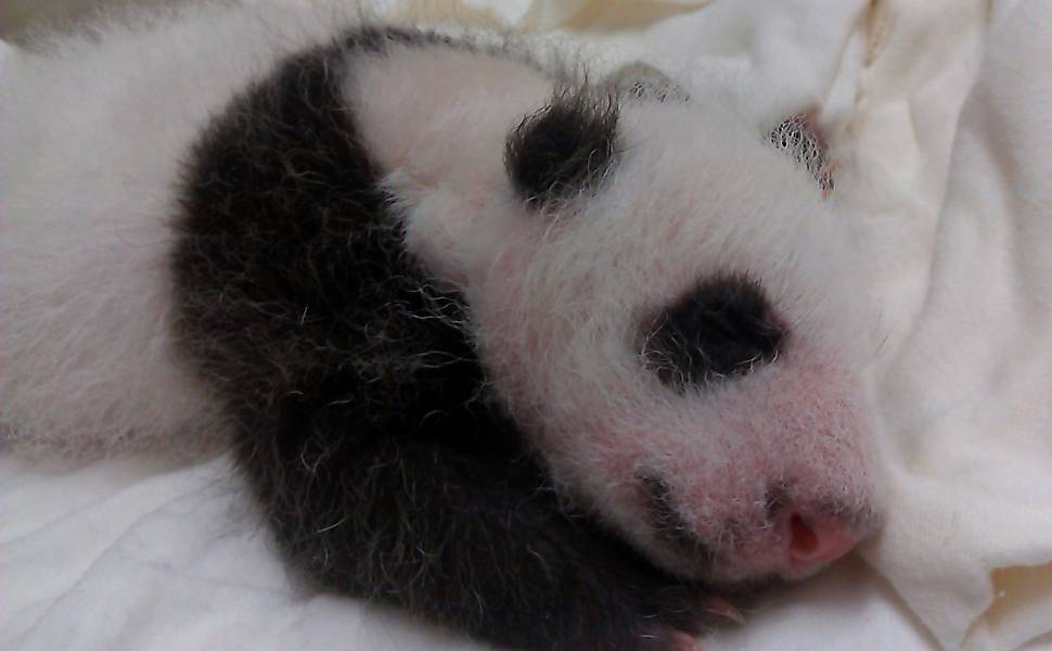 Panda do zoo de Taipei