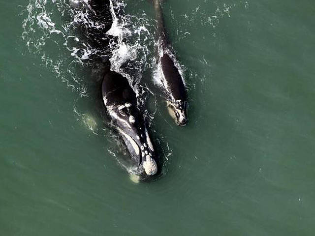Baleias-francas no litoral catarinense