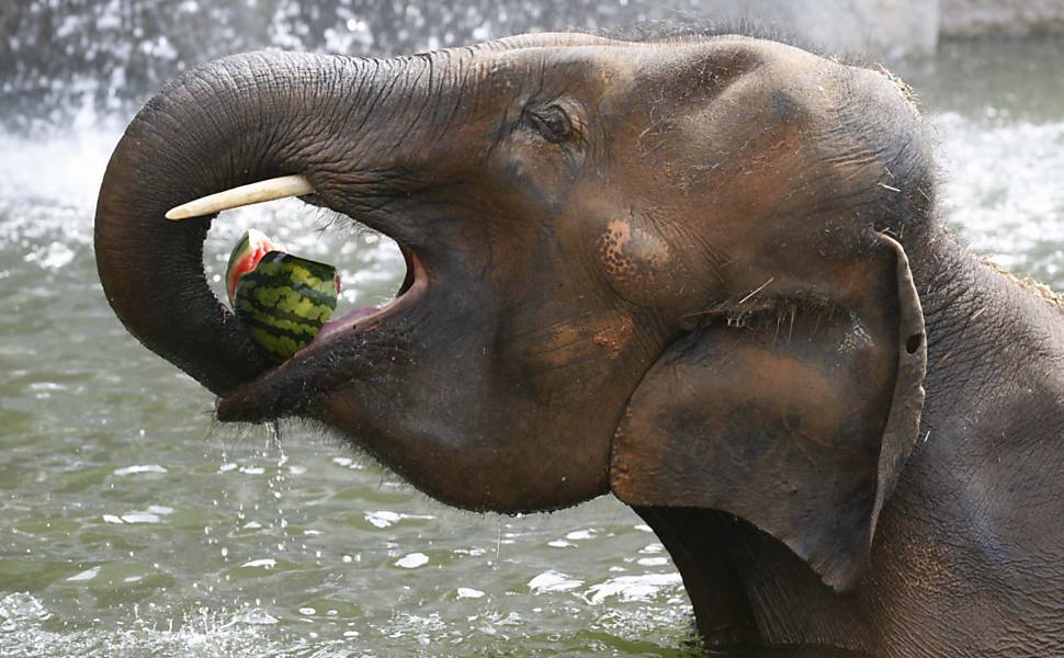 Animais se refrescam na Coreia do Sul