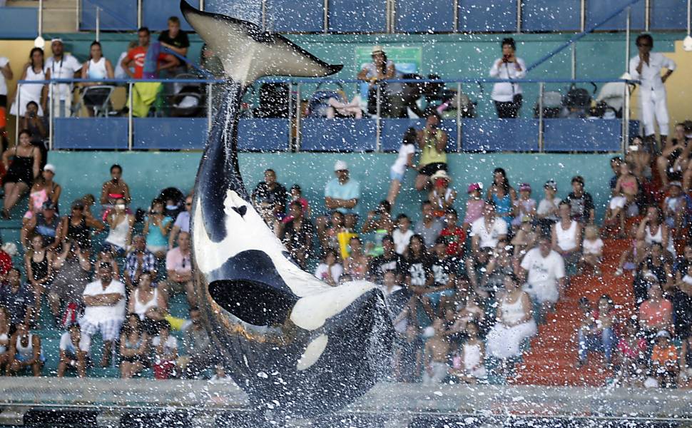 Animais se apresentam em parque aquático