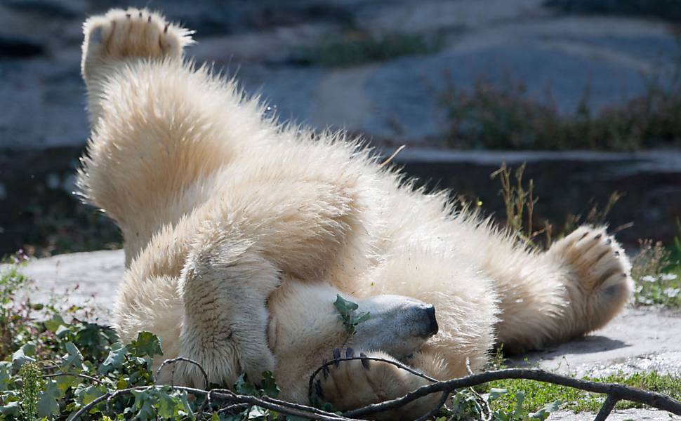 Urso polar Wolodja