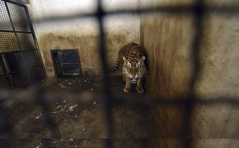 Tigres e leões são transferidos para santuário
