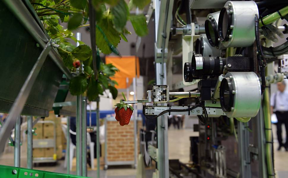 Robô japonês colhe morangos