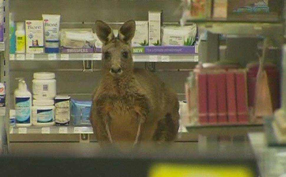 Canguru invade loja em aeroporto na Austrália