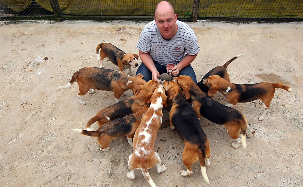 Criador da raça beagle se diz ameaçado - 22/10/2013 - Cotidiano -  Fotografia - Folha de S.Paulo