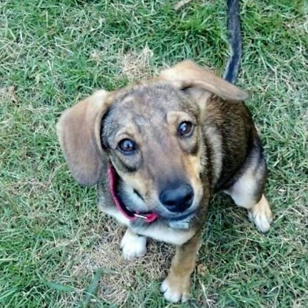 Feira de Adoção de Cães