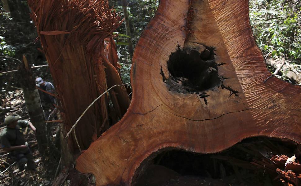 Árvore derrubada ilegalmente fica no chão do parque Jamanxim, perto da cidade de Novo Progresso (PA)