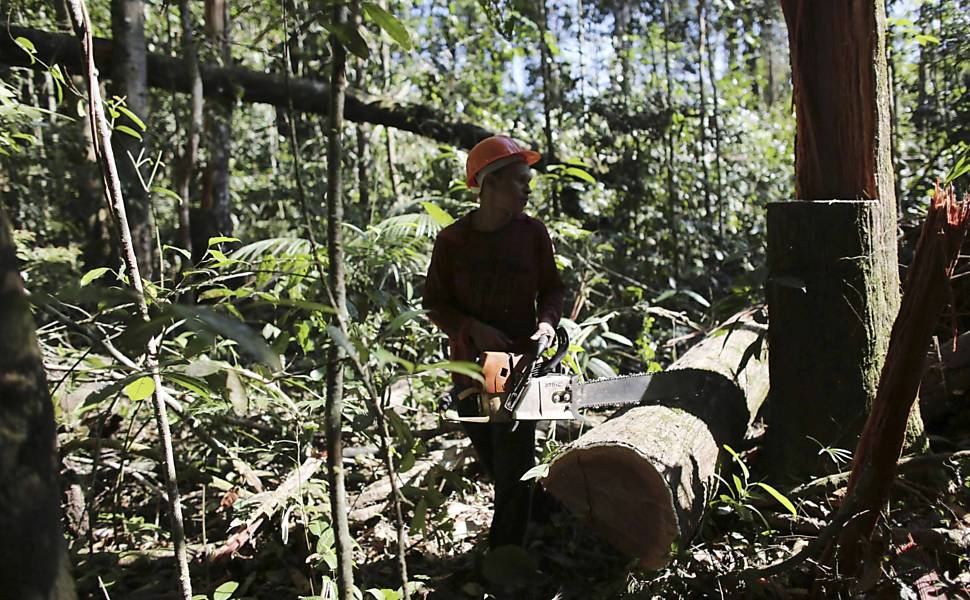 Homem chamado Alejandro derruba ilegalmente árvores de área virgem da floresta amazônica, no parque Jamanxim, perto de Morais Almeida (PA)
