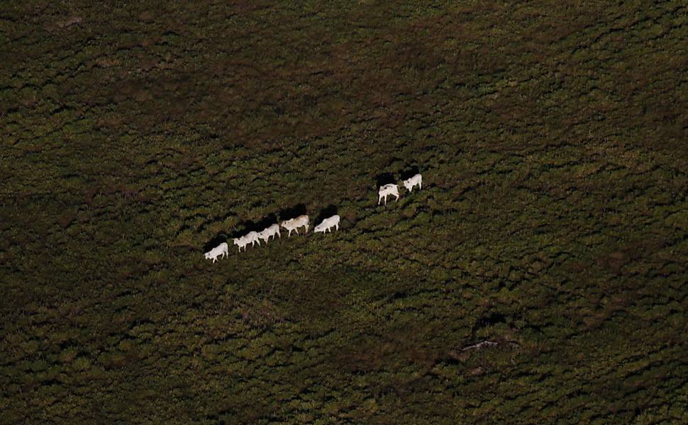 Gado em área da floresta amazônica desmatada por fazendeiros, perto da cidade de Novo Progresso (PA)