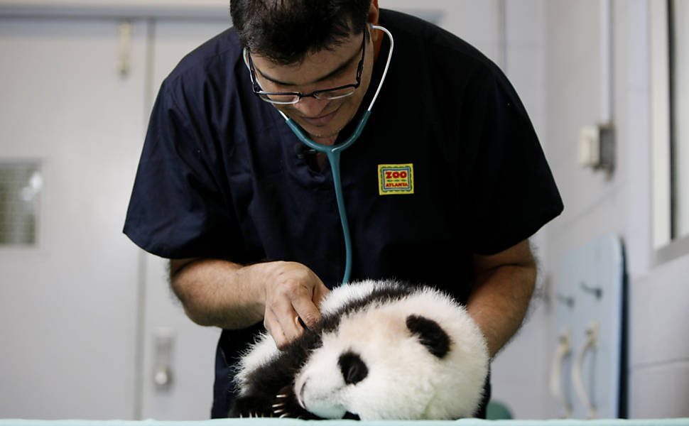Panda Mei Lun