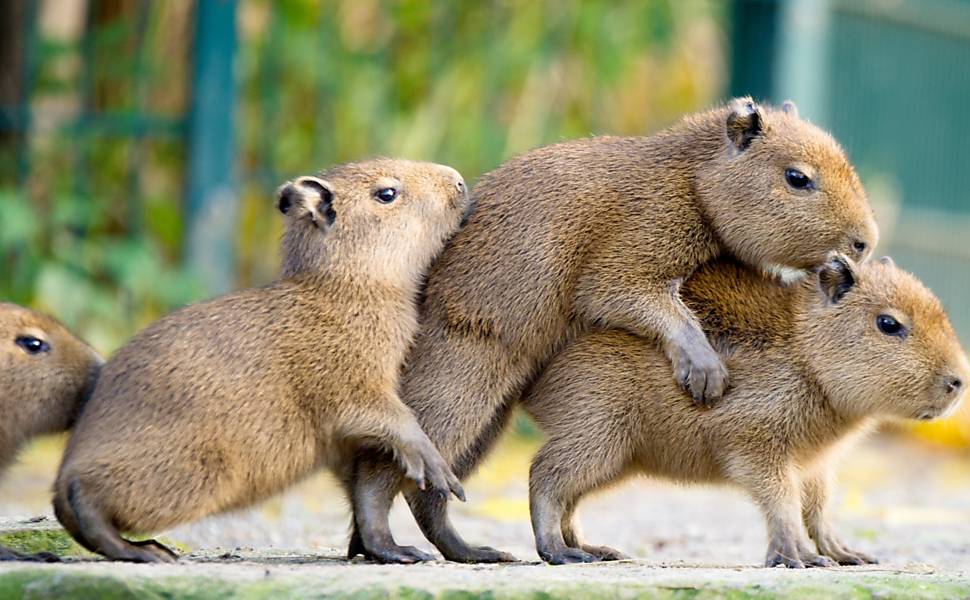 Mascote da Copa América, capivara tem contaminação por metais