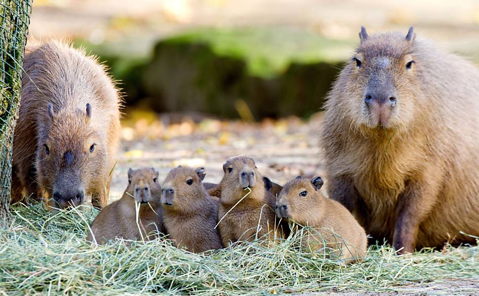 Mascote da Copa América, capivara tem contaminação por metais