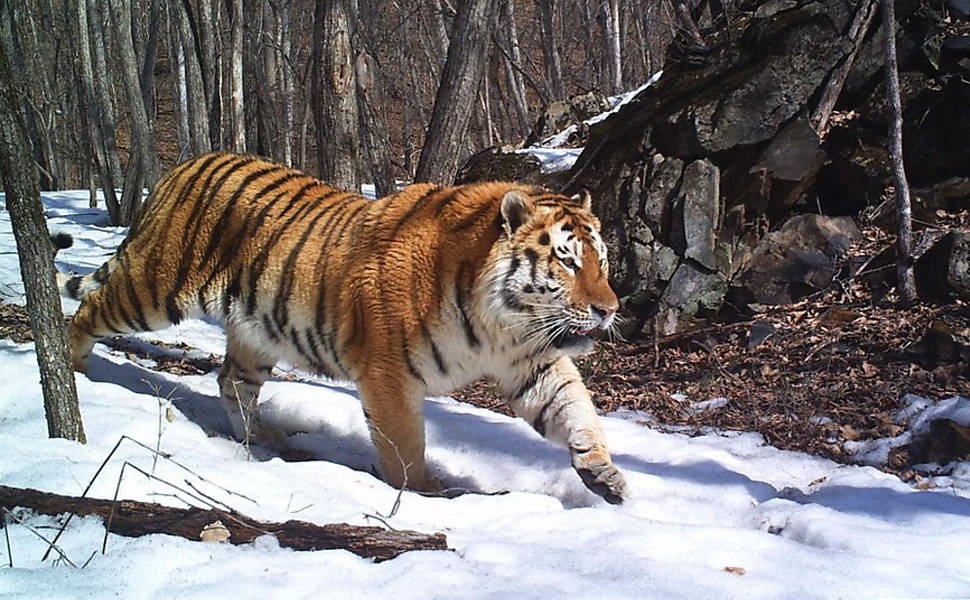 BBC escolhe melhores fotos de animais feitas com câmeras