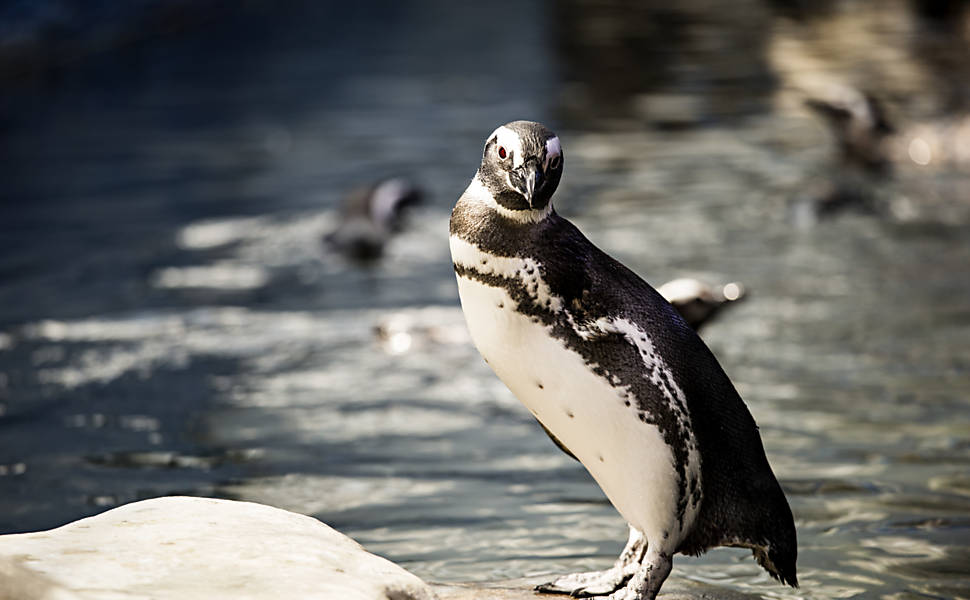 Pinguins esperam filhotes no Natal