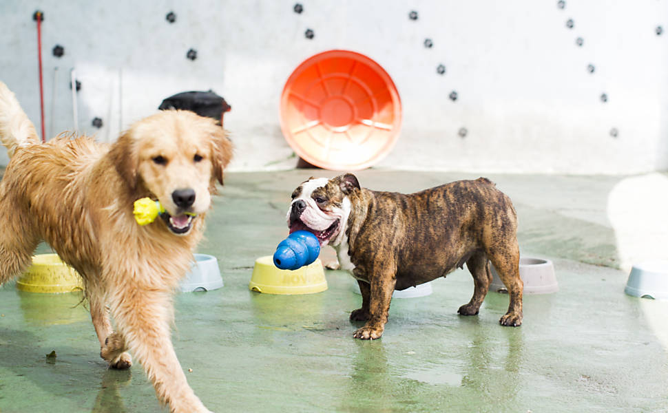 Hotel Canino