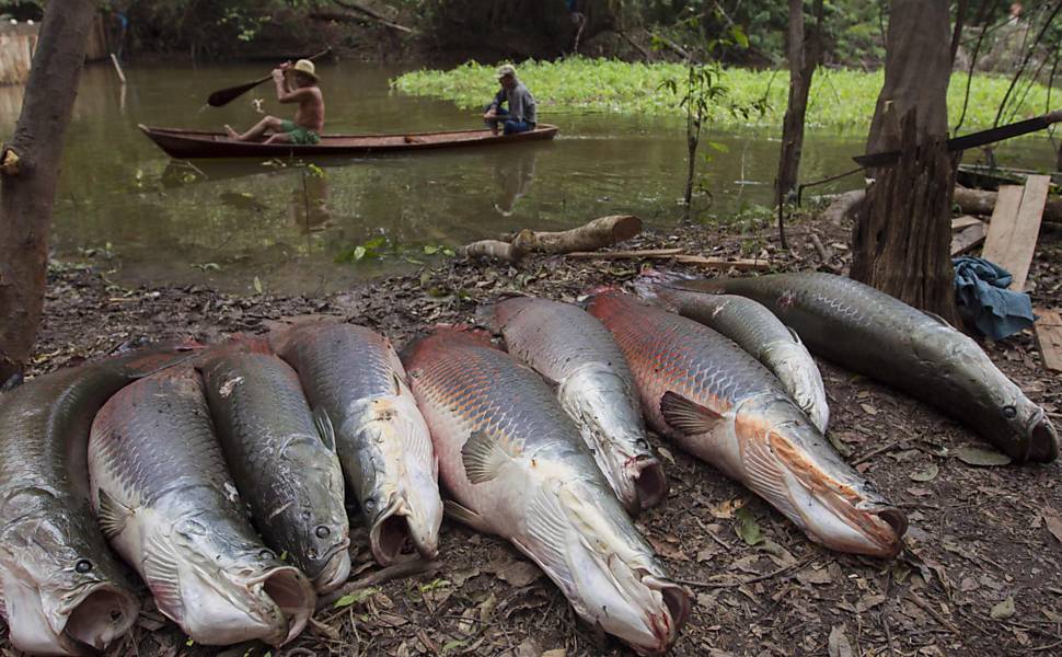 Pesca de pirarucus na Amazônia