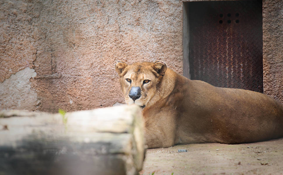 Zoológico de Taboão