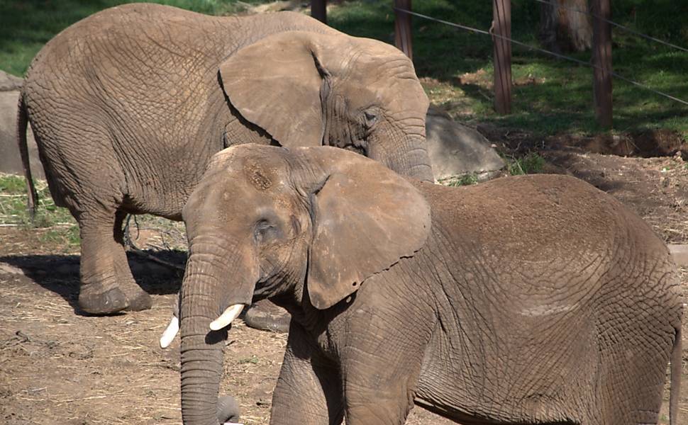Elefantes do zoológico de Oakland (EUA)