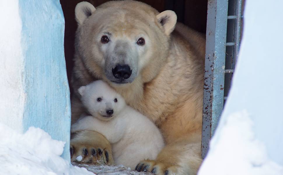 Ataque de urso polar: pensei que era o fim