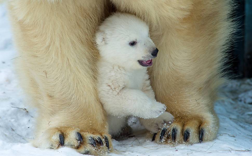 Ataque de urso polar: pensei que era o fim