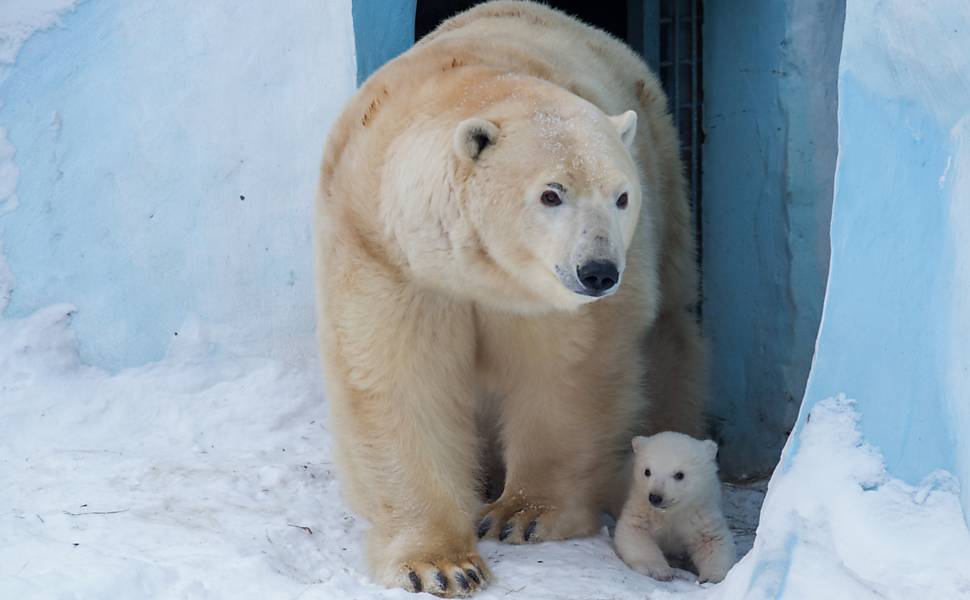 Filhote de urso polar