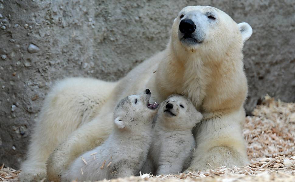 Filhotes de urso polar no zoo de Munique
