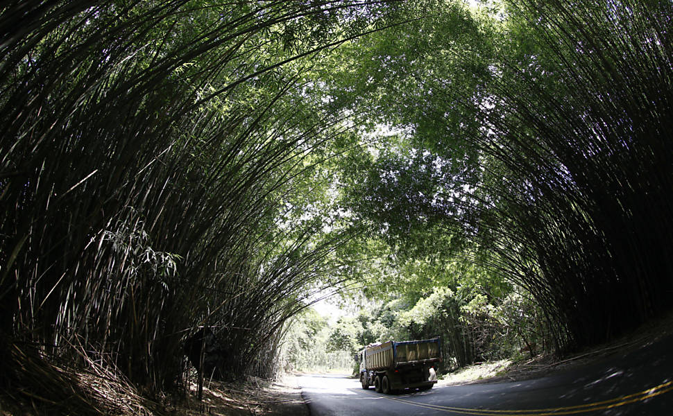 Bambuzal de Morungaba