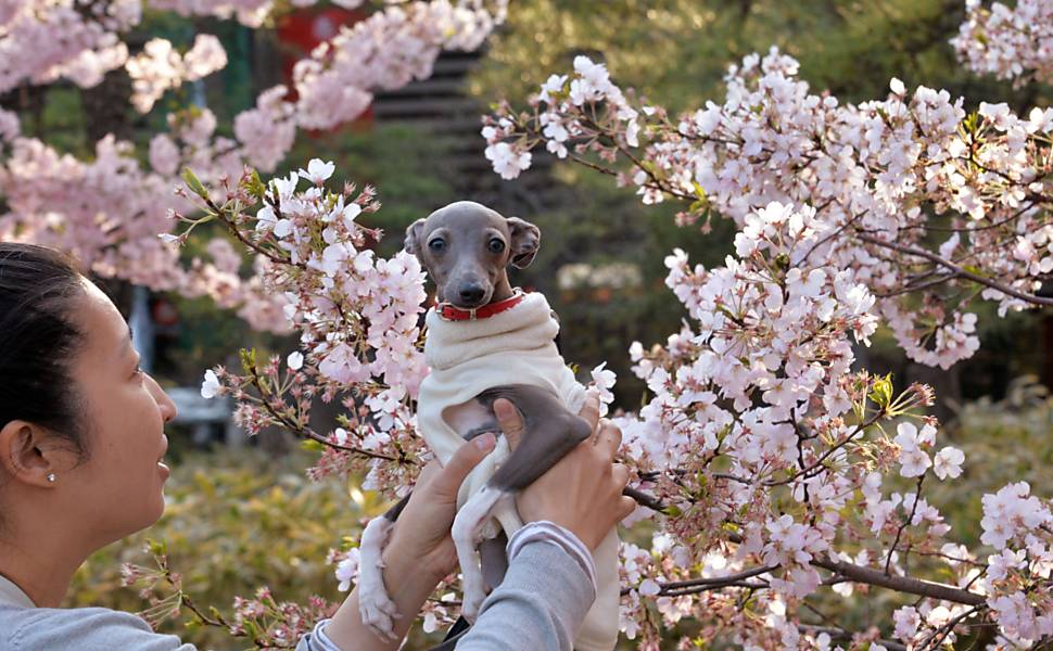 Festival das cerejeiras em Tóquio