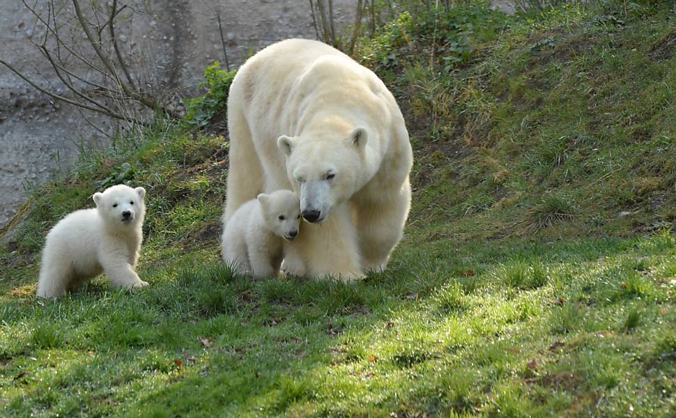 Ursos polares em zoo da Alemanha