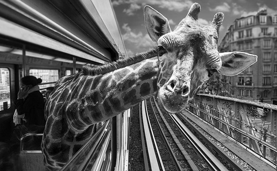 Animais selvagens 'invadem' metrô de Paris