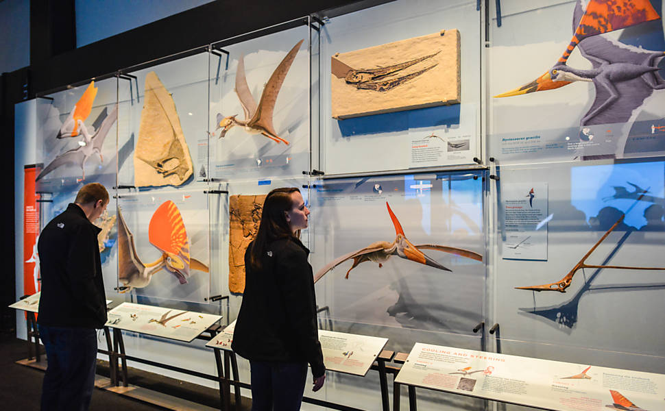 Exposição de pterossauros