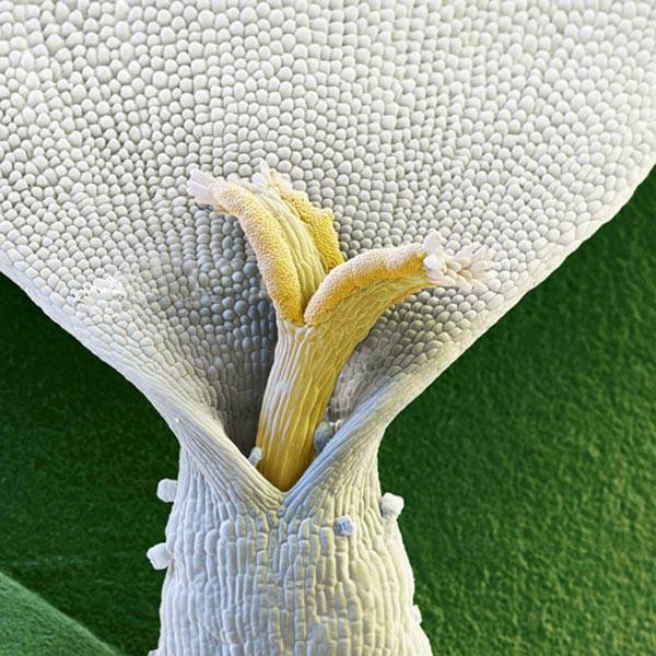 A beleza microscópica de pétalas e folhas
