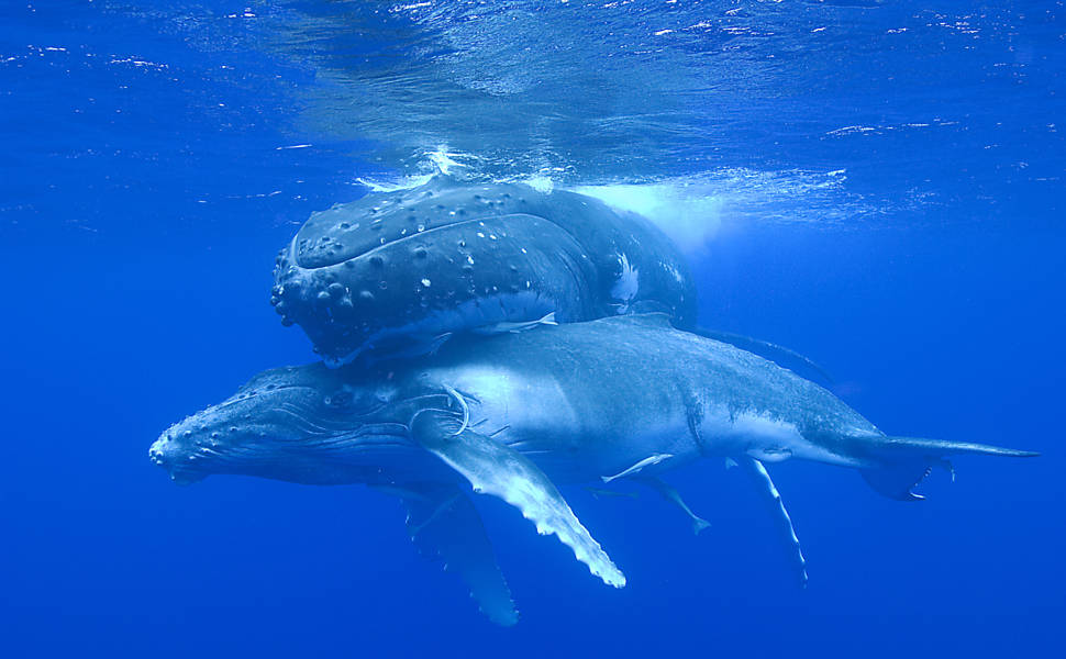 Tonga é paraíso das baleias no Pacífico Sul