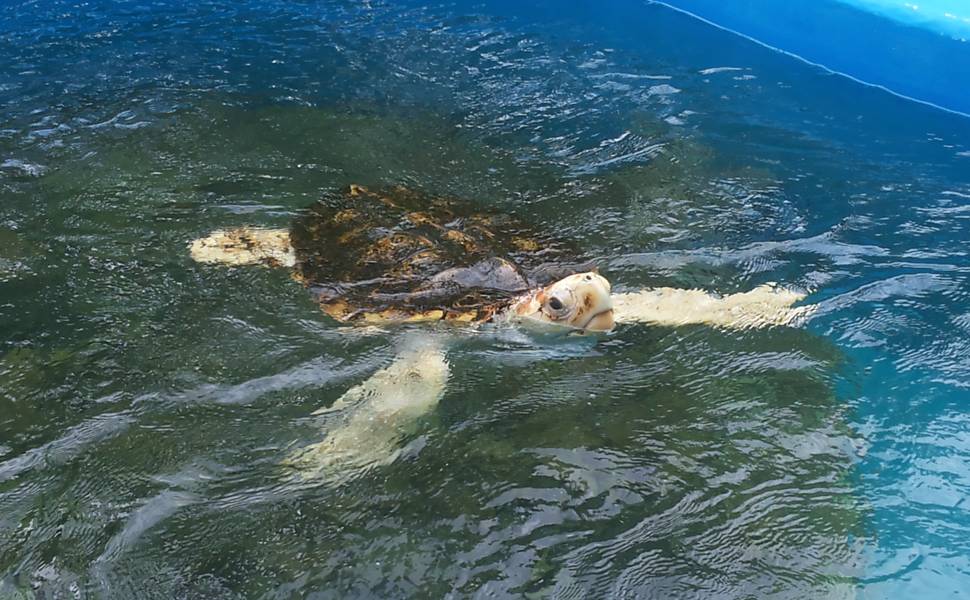 Projeto Tamar reabilita tartarugas marinhas